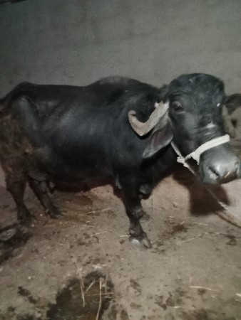 थंबनेल 2