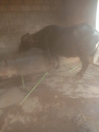 વેચવાનુ