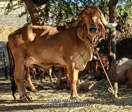 થંબનેલ 3