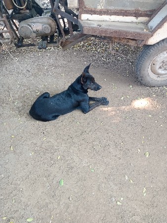 બેલ્જિયમ શેફર્ડ