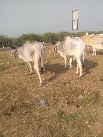 haradiya jababdari full