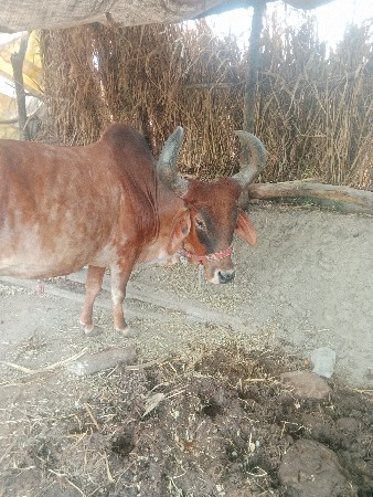 ગાય વેસ વાની છે