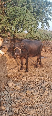 थंबनेल 3