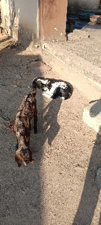 થંબનેલ 3