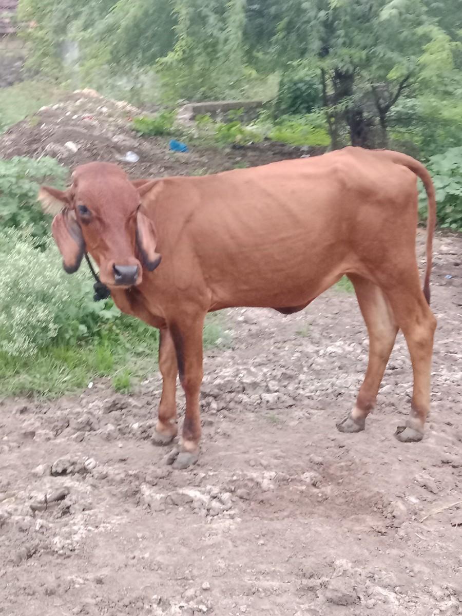 ગાય વેચવાની છે