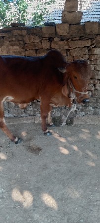 ગાય..વેચવાની..