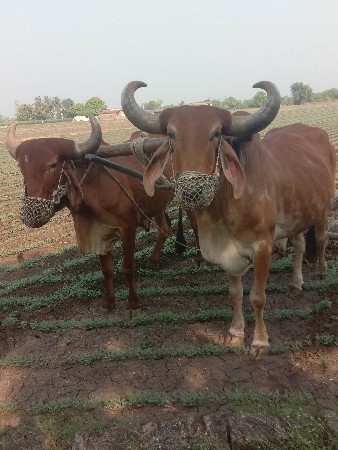 थंबनेल 2