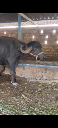 નામ ભાદરકા કાનુભાઈ 
ગામ બોડકી