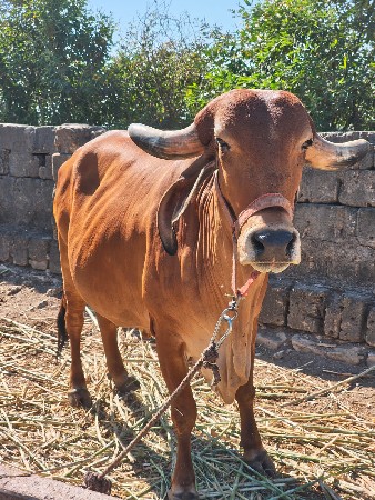 ત્રીજું વેતર વ્યાસે
