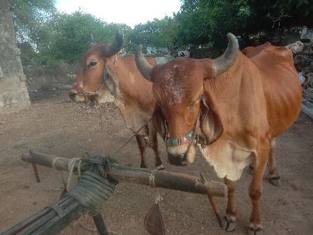 થંબનેલ 3