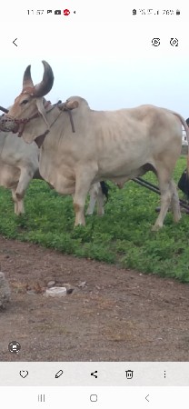 આ બડદ હોય તો ફૉ કરવૉ