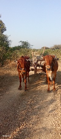 થંબનેલ 3