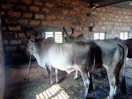 બળદ વેચવાના છે