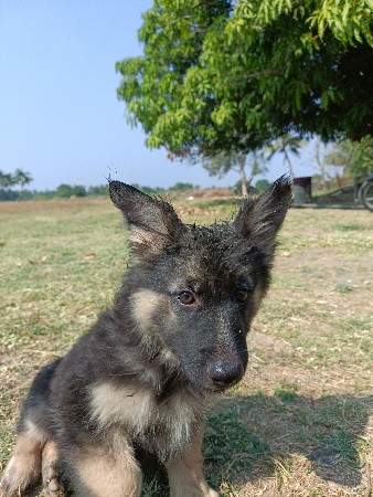 જર્મન  શેફર્ડ   ફીમેલ