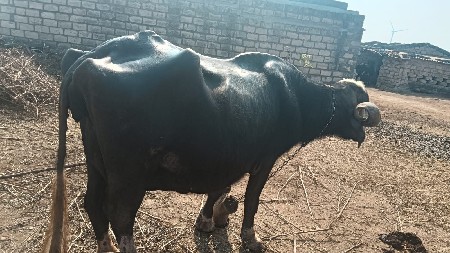 વેચવાની છે