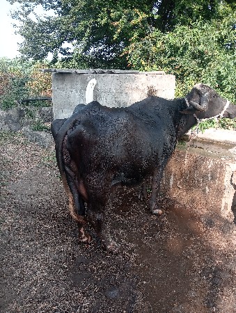 ભેંસ વેચવાની છે