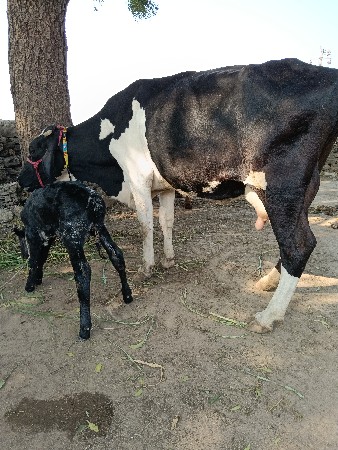 ક્રોસ ગાય