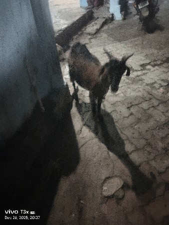 એકબકરીવેચવાનિછે