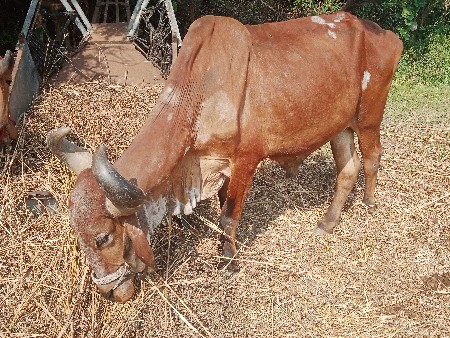 બળદ વેચવાનો છે