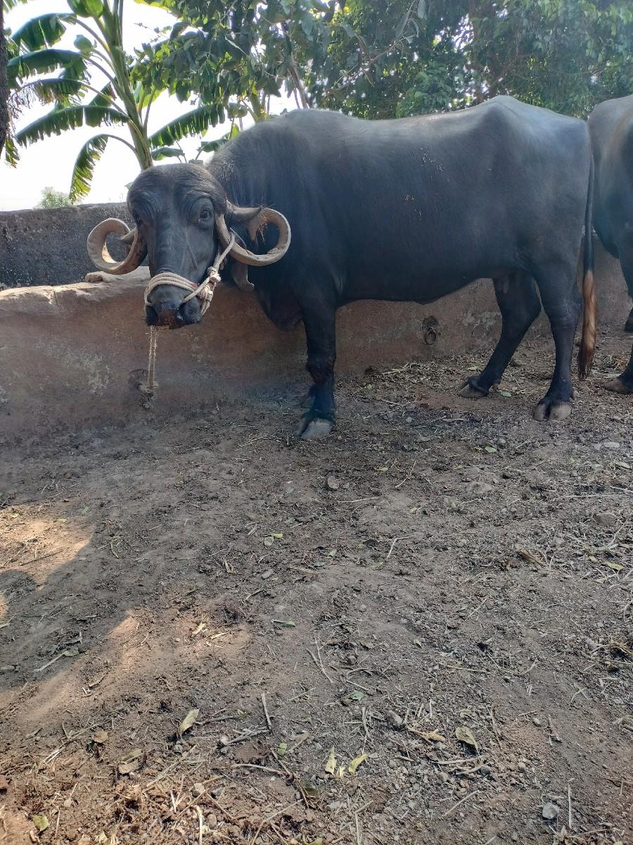 थंबनेल 2