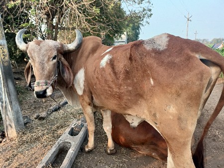 थंबनेल 2