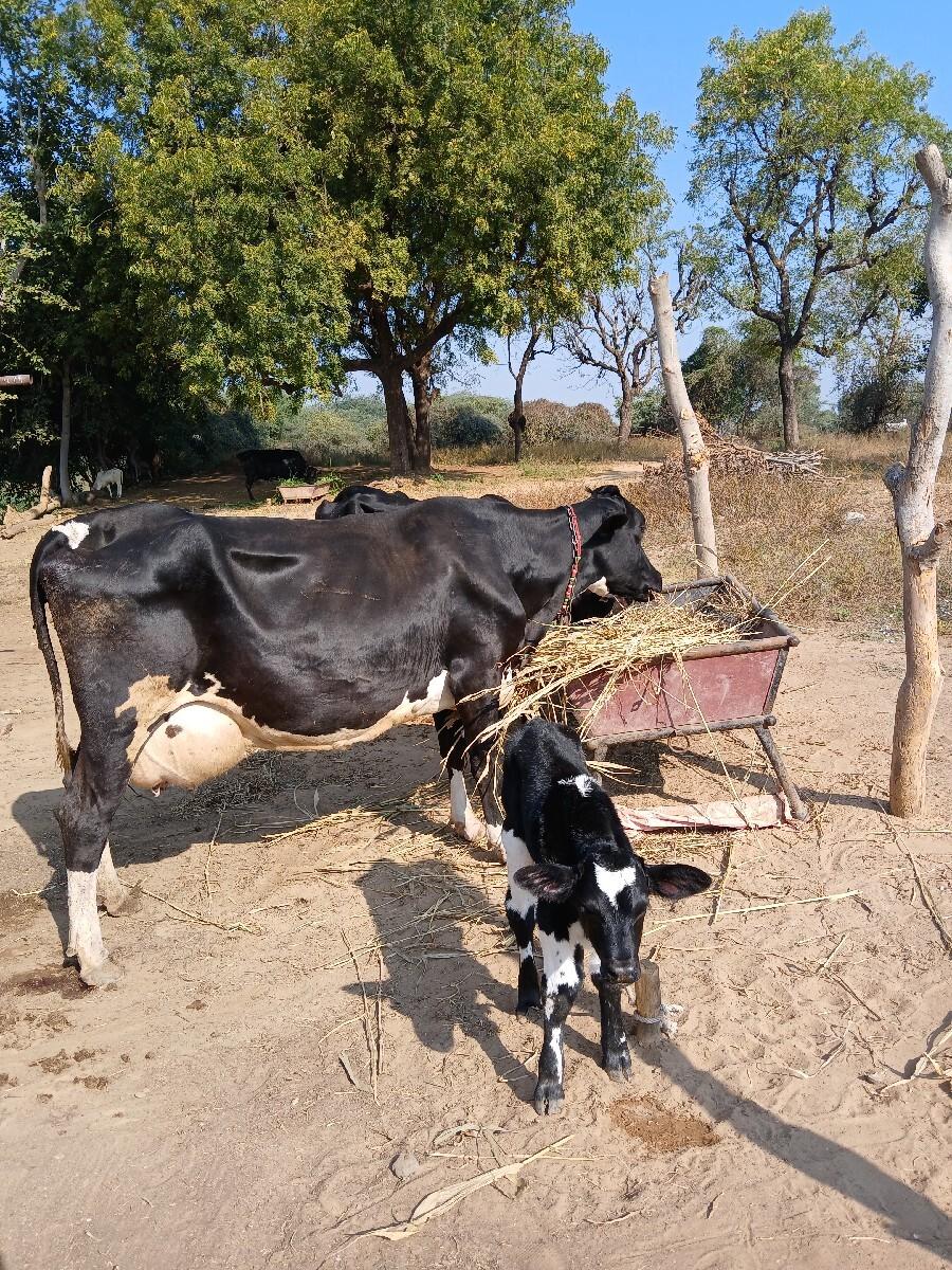 વેચવાની છે ગાય