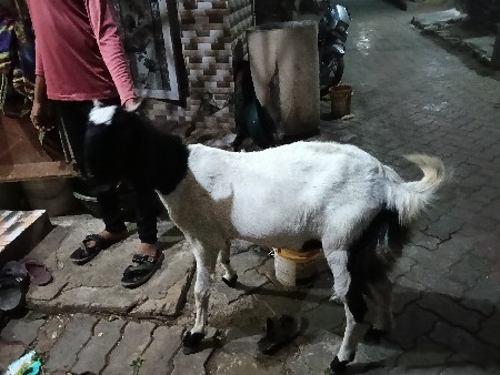 કોટા રાજેશથાની બકરી વેચવાની છે