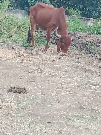 थंबनेल 2