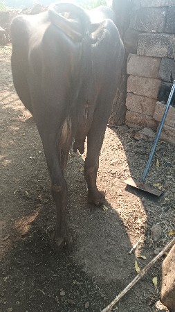 ભેંસ વેચવાની છે બીજું વેતર વ્યાસ