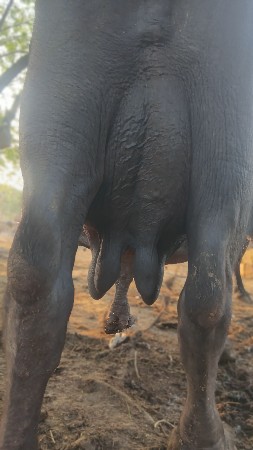 વેસવા છે ની