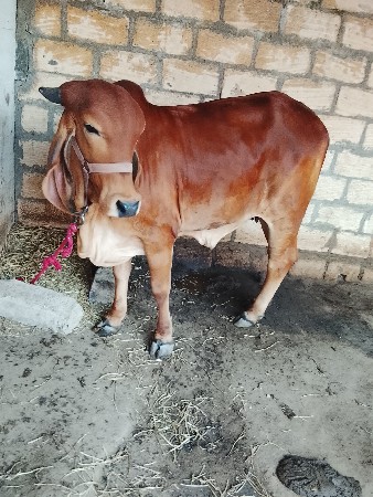 थंबनेल 3