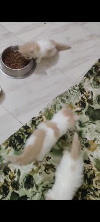 થંબનેલ 3