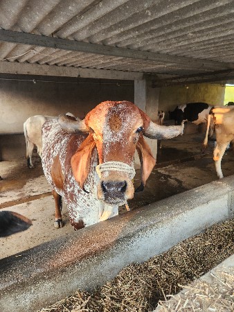 ગીર ગાય વેચવાની છે