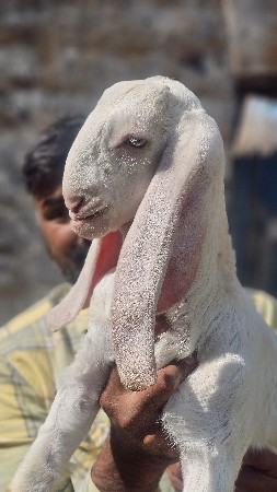 gulabi bakra bakri