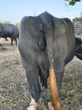 थंबनेल 3