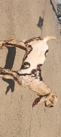 થંબનેલ 2