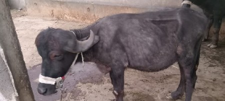 थंबनेल 2