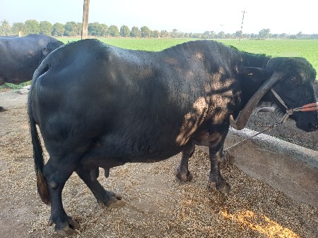 थंबनेल 2