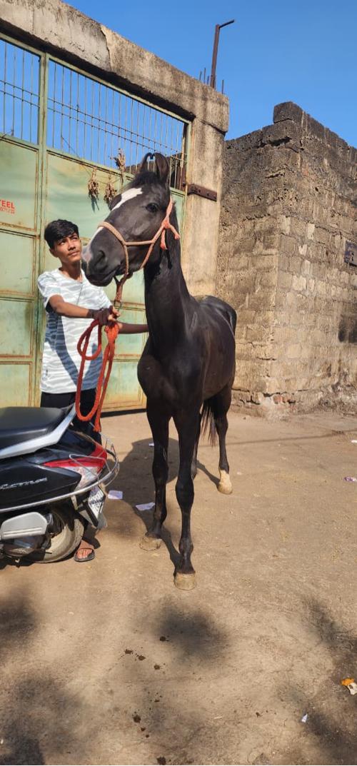 थंबनेल 2