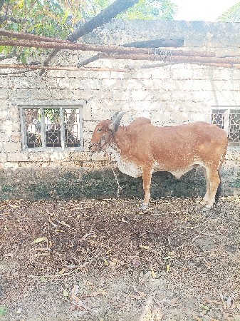 थंबनेल 2