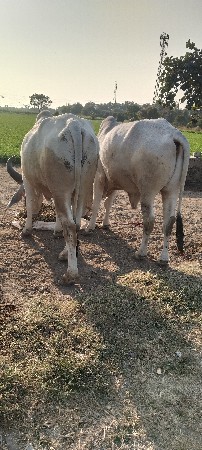 थंबनेल 3