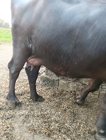 જાફરાબાદી