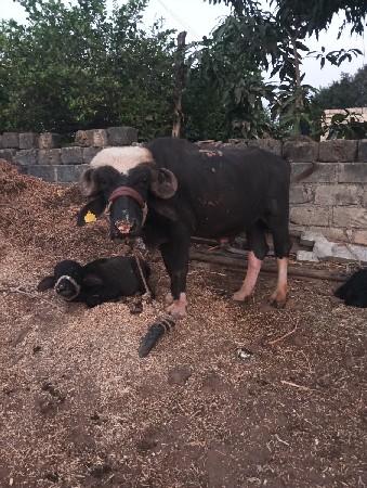 થંબનેલ 2