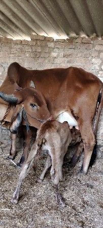 ગીર ઓડકી