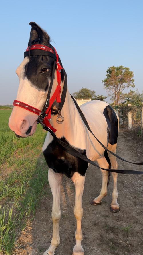 બાવરી ઘોડી