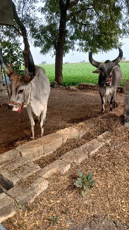 ગોડલા વેચવાના છે