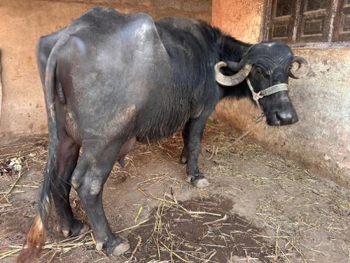 थंबनेल 1