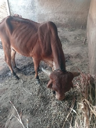દેસી ગાય વેચવાની છે