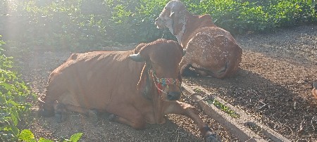 godhala veshavana se