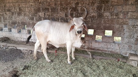 ગાય ને વા છડી